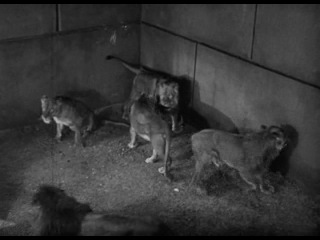 androcles and lion | androcles and the lion (1952)